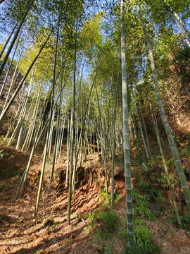 山上的竹林