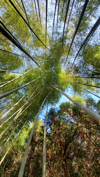 竹林大自然风景