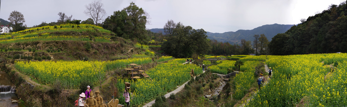 油菜花高清接片大图