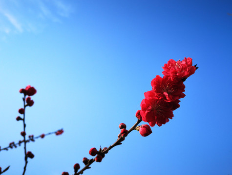 红桃花