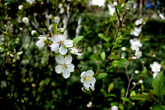 欧李花