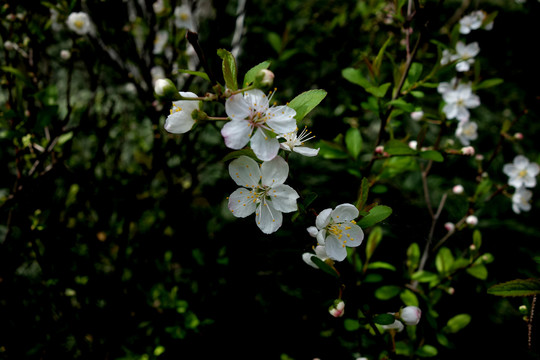 欧李花