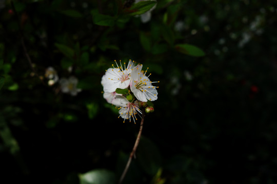 欧李花