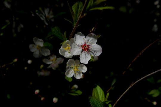 欧李花