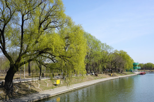 沈阳万柳塘公园初春的景色