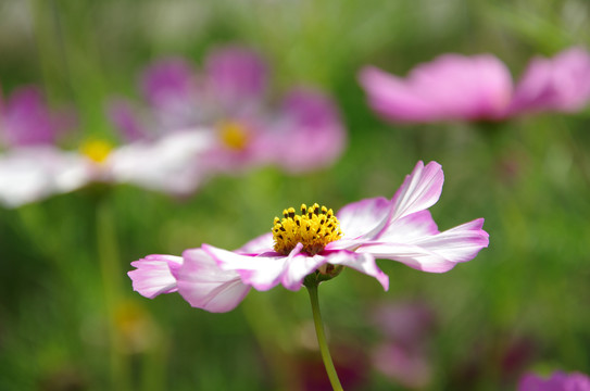 格桑花