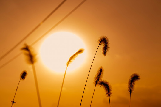 夕阳狗尾巴草剪影落日秋景温馨风