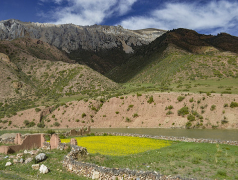 西藏山水油菜花