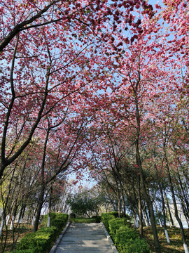 樱花树下大道