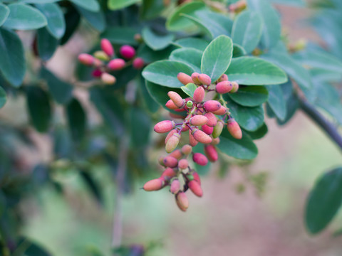 鼠李科勾儿茶属植物多花勾儿茶