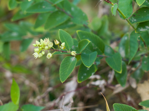 鼠李科勾儿茶属植物多花勾儿茶