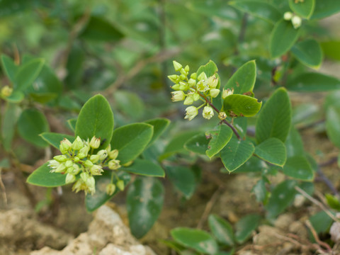 鼠李科勾儿茶属植物多花勾儿茶