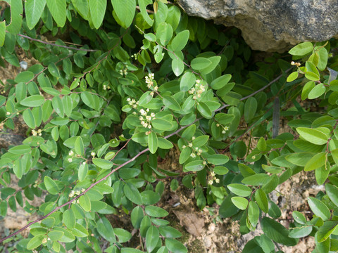 鼠李科勾儿茶属植物多花勾儿茶