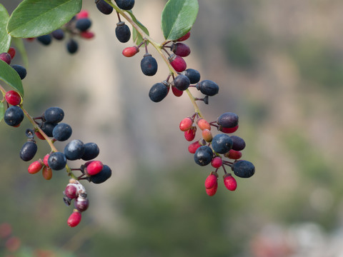 鼠李科勾儿茶属植物多花勾儿茶