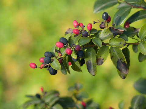 鼠李科勾儿茶属植物多花勾儿茶