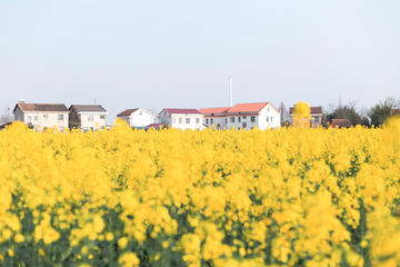油菜花