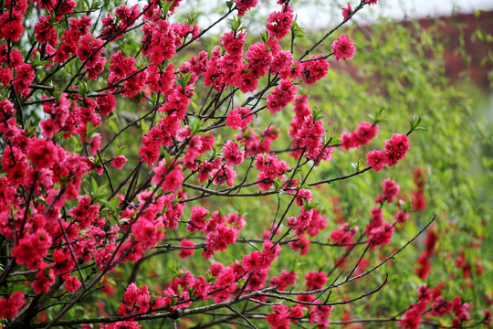 桃花