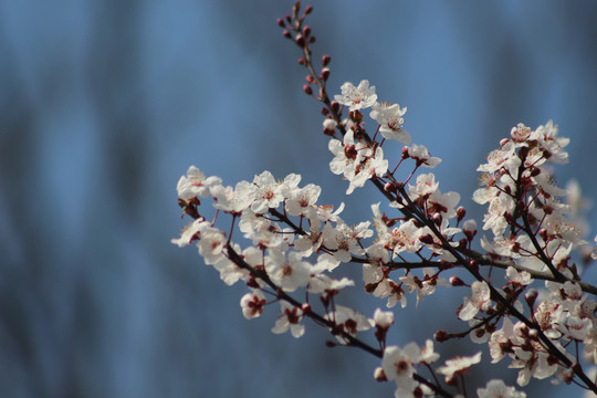 樱花