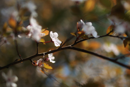 桃花烂漫