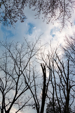天空枯树