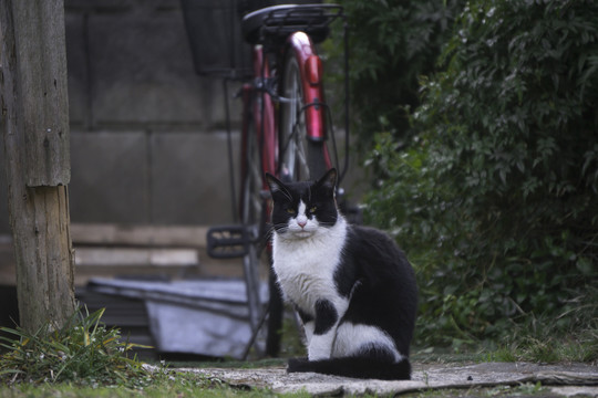 庭院里的小花猫