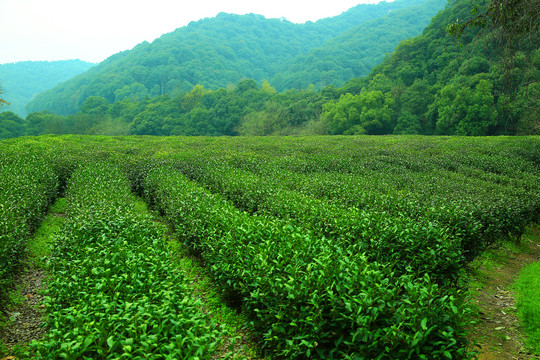 茶山