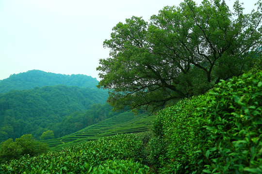 茶山