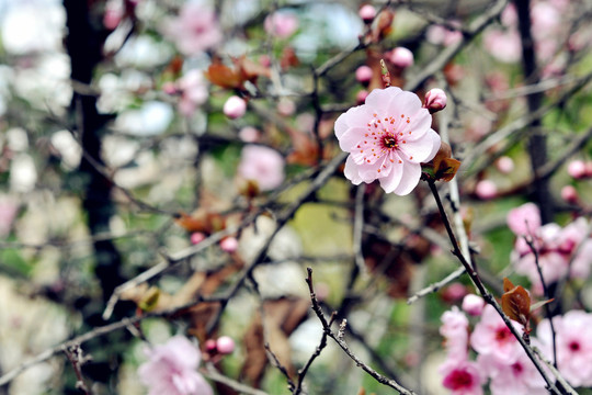 南京中山植物园樱花