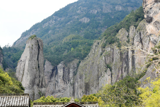 乐清市雁荡山大龙湫景区啄木鸟