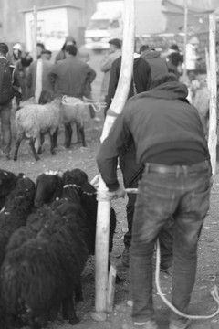牛羊市场