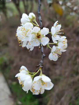 盛开的李子花