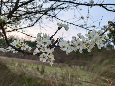 李子花