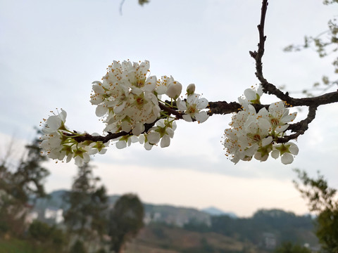 李子花