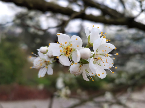 李子开花