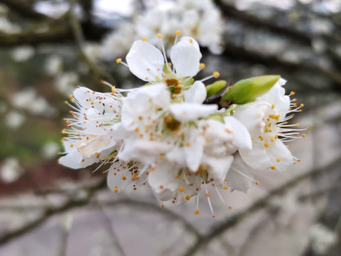 李子花