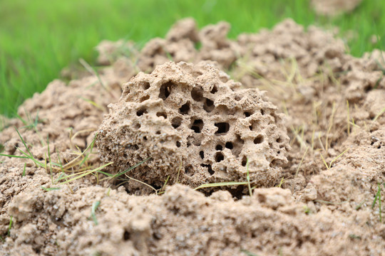 蚂蚁窝巢穴