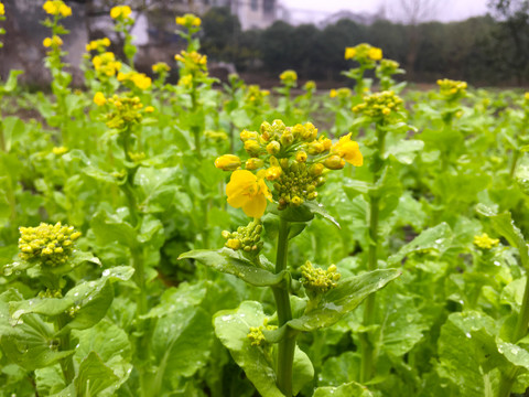 油菜花