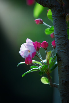 春暖花开看海棠