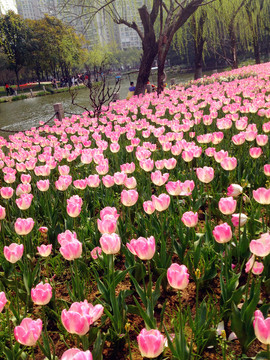 郁金香花海