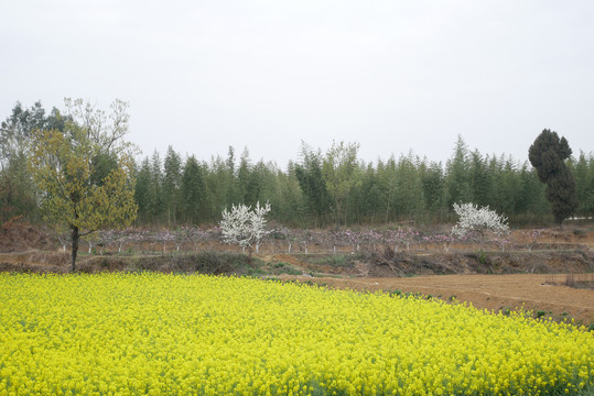 油菜花