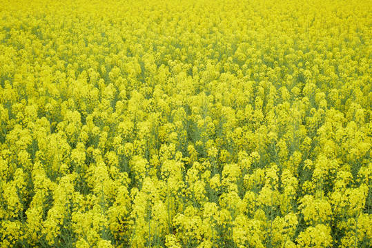 油菜花