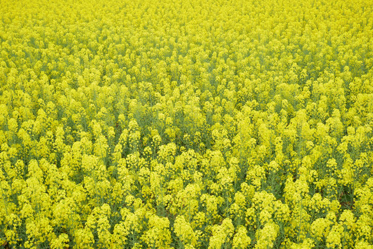 油菜花