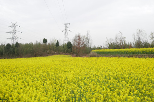 油菜花