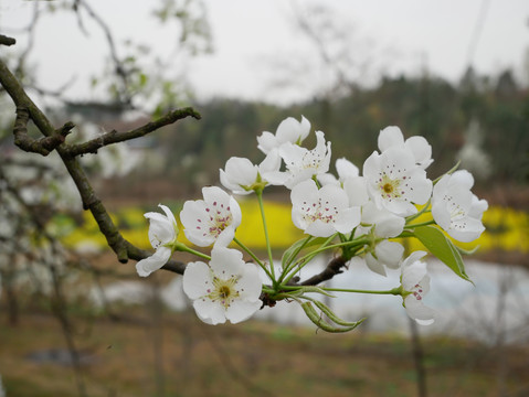梨花