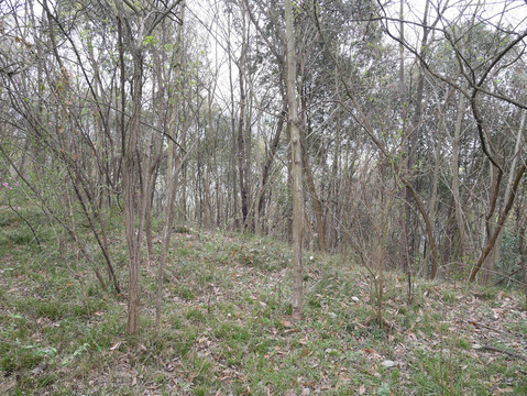 小树林