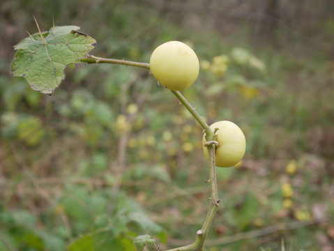 野番茄