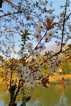 樱花