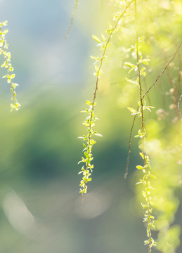 初春的柳枝