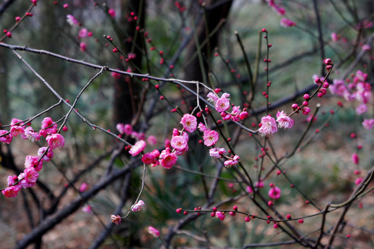 梅花