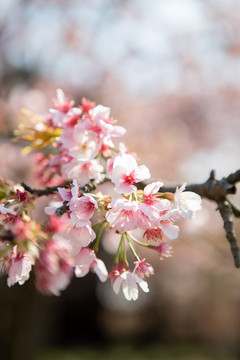 樱花早樱